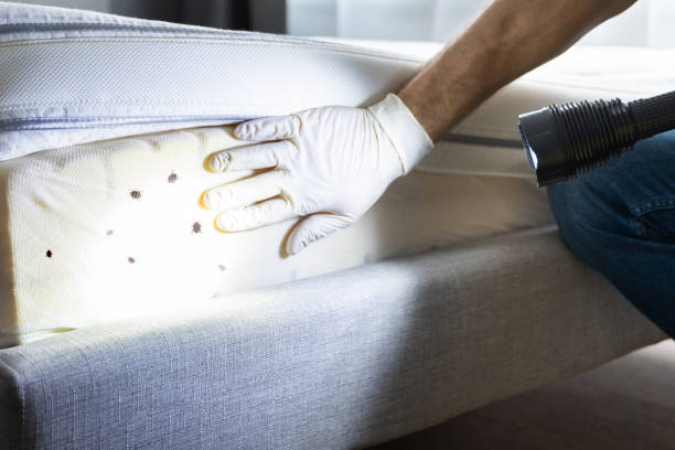 Pest Prevention Services in Fairwood, MD